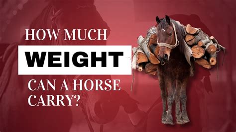 How Much Weight Can The Average Horse Carry