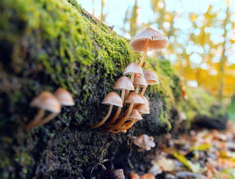 How Mushrooms Communicate With Trees