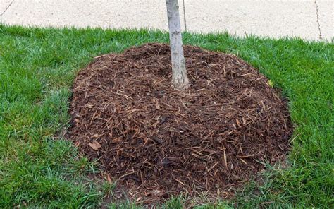 How Not To Mulch A Tree