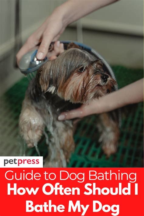 How Often Bathe Small Dog