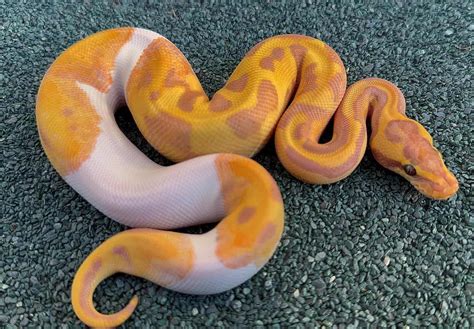 How Often Can A Male Ball Python Breed