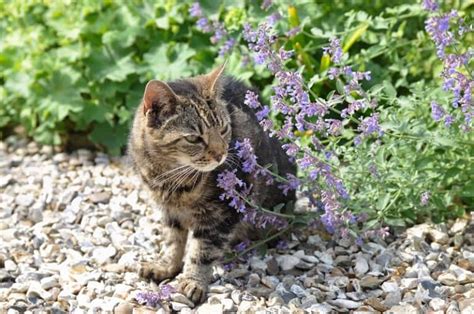 how often can i give my kitten catnip