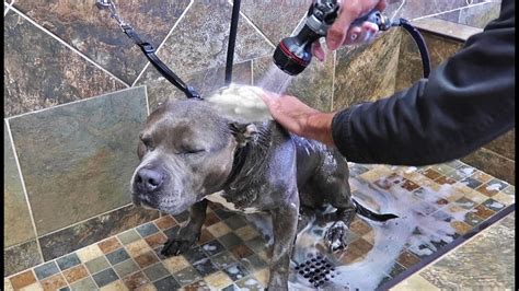 how often can i shower my pitbull