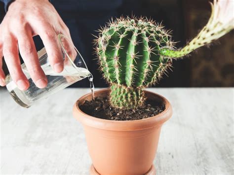 how often do cactus need watering
