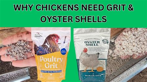 How Often Do Chickens Need Oyster Shell
