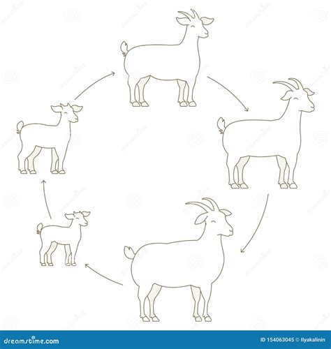 how often do goats cycle