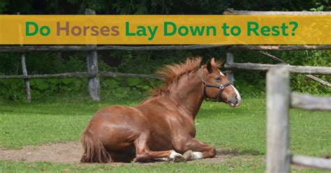 how often do horses lay down