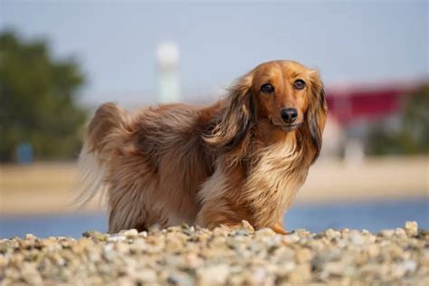  79 Gorgeous How Often Do Long Haired Dachshunds Shed Trend This Years