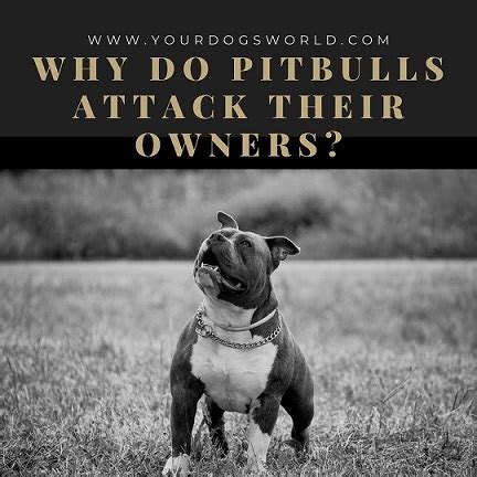 how often do pit bulls attack their owners