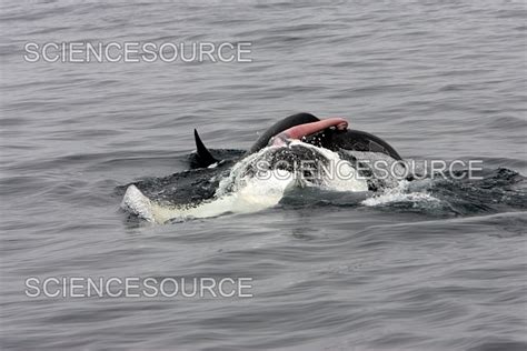 How Often Do Whales Mate