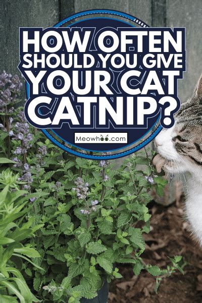 how often do you give a cat catnip