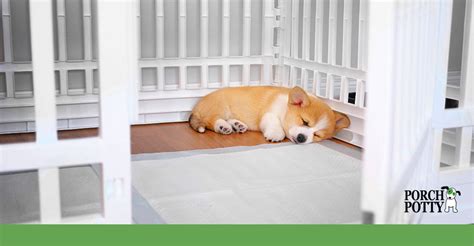 How Often Do You Replace Puppy Pads