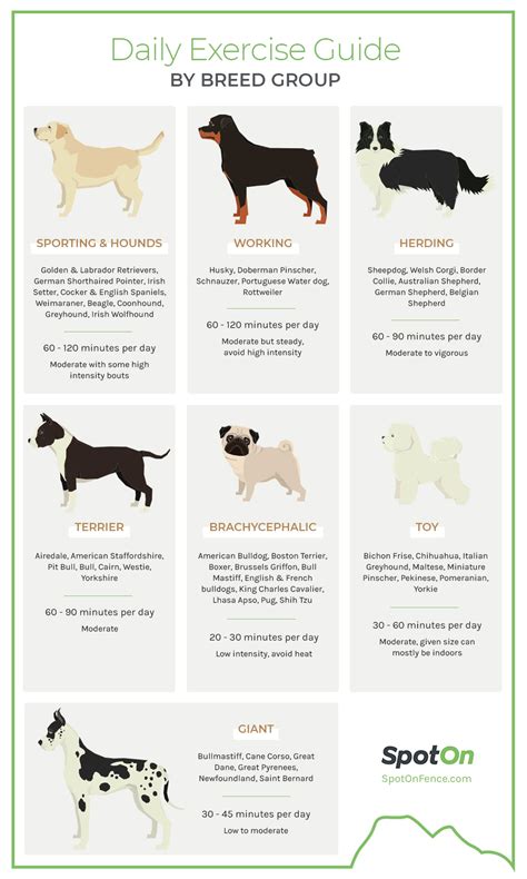 How Often Does A Dog Need Exercise