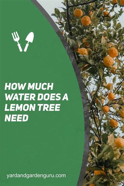 How Often Does A Lemon Tree Need Water