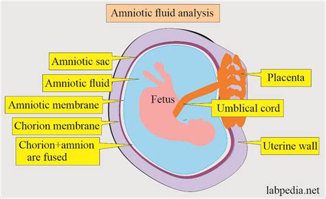How Often Does Amniotic Fluid Replace Itself