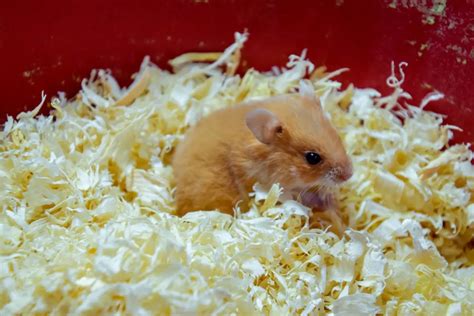 How Often Does Hamster Bedding Need To Be Changed
