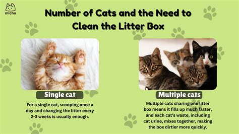 How Often Does Litter Box Need To Be Cleaned