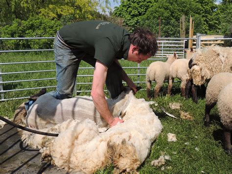 how often shear sheep