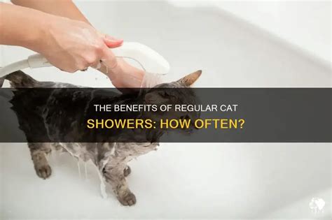 How Often Should A Cat Shower