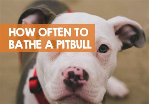 how often should a pitbull get a bath