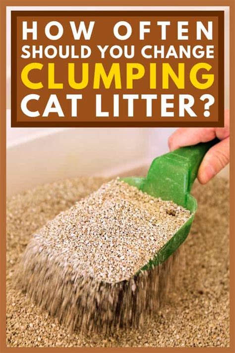 How Often Should Clumping Litter Be Changed