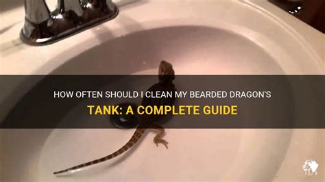 how often should i clean bearded dragon tank