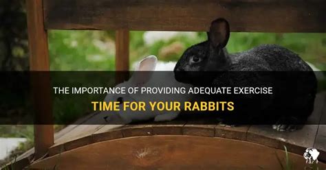 How Often Should Rabbits Exercise