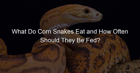 How Often To Feed A Corn Snake