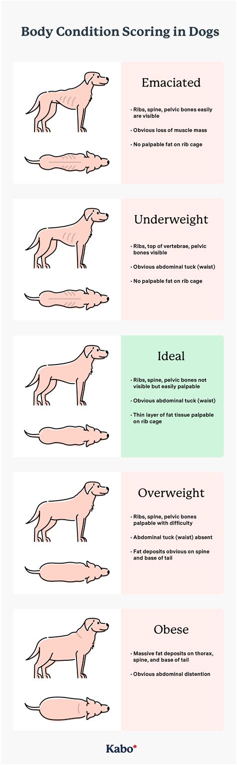 How Often To Feed Underweight Dog