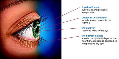 how often to people blink