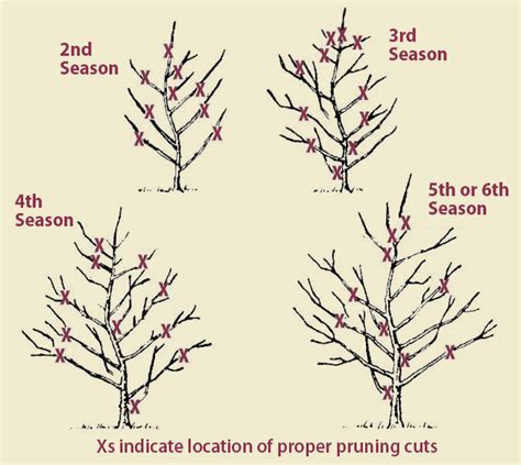 How Often To Prune Apple Trees