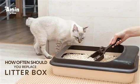 How Often To Replace Litter Box