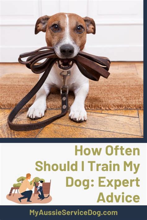 How Often To Train A Dog
