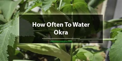 how often to water okra