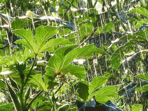 how often to water okra plants