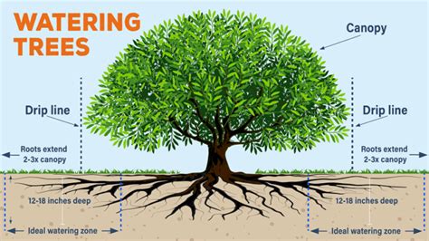 How Often To Water Trees In Spring