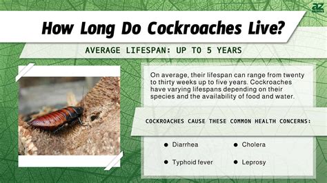 How Old Can A Cockroach Live