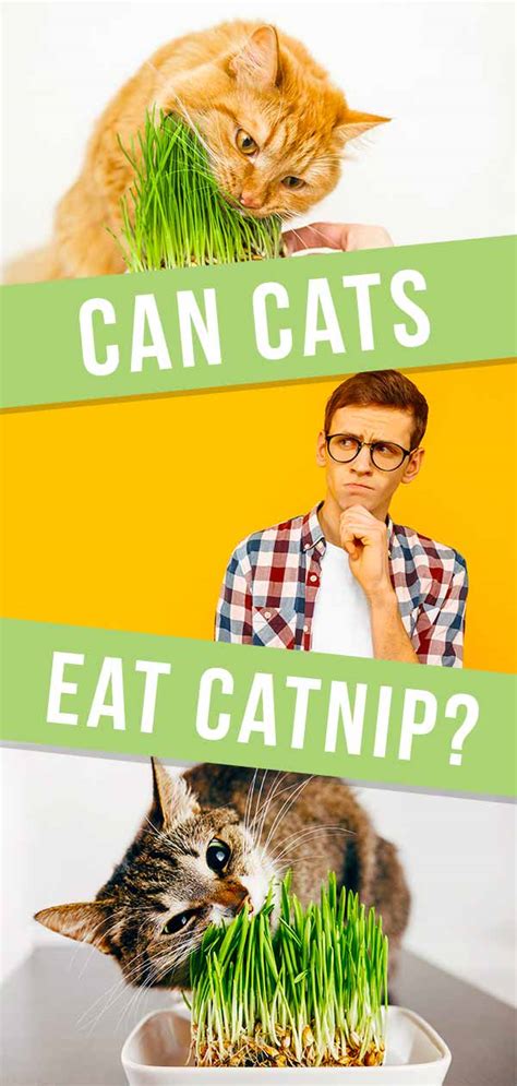 how old can cats be to eat catnip