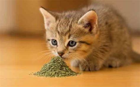 how old can my kitten have catnip
