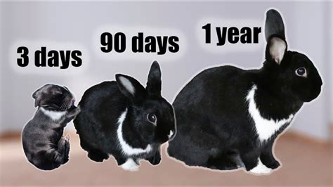 How Old Do Baby Rabbits Have To Be To Hold Them