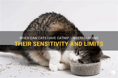how old do cats need to be to have catnip