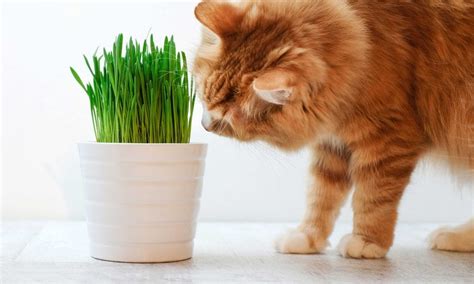 how old do kittens have to be to eat catnip