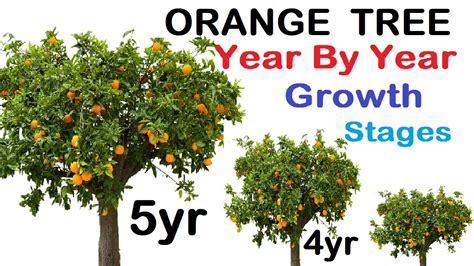 How Old Do Orange Trees Live