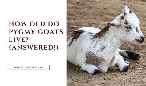 how old do pygmy goats live