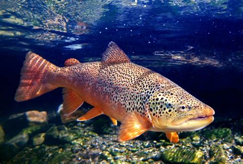 How Old Do Trout Live