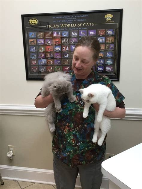 How Old Does A Cat Need To Be To Get Spayed