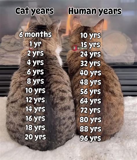 how old is 2 1 2 in cat years