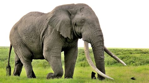 how old is an adult elephant