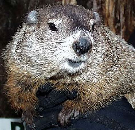 how old is groundhog