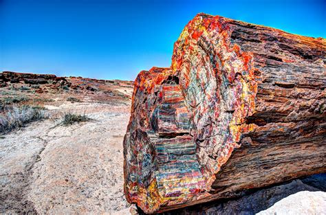 how old is the petrified forest in arizona